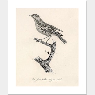 The Male Striped Warbler Posters and Art